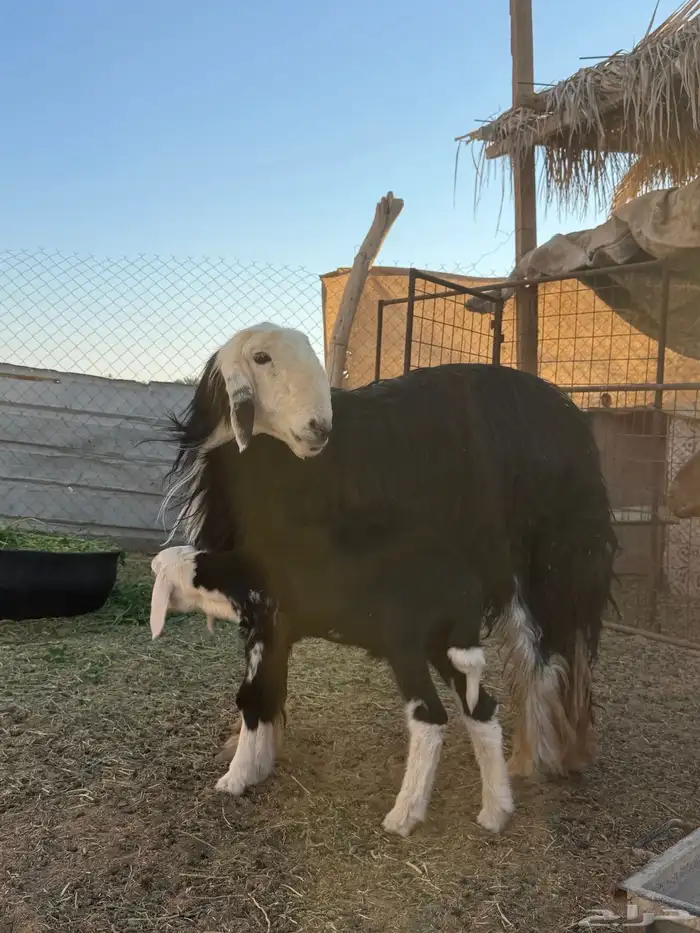 نجديه رباع متبع 0