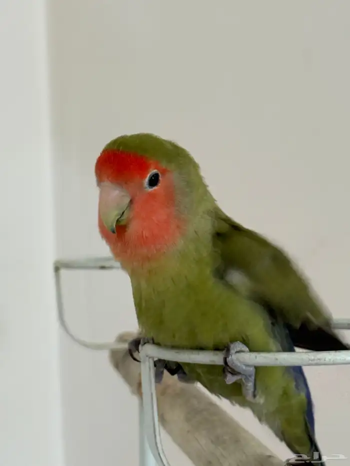 روز اليف للبيع 2