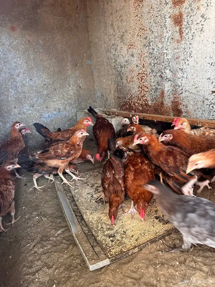 فروخ دجاج بلدي 1