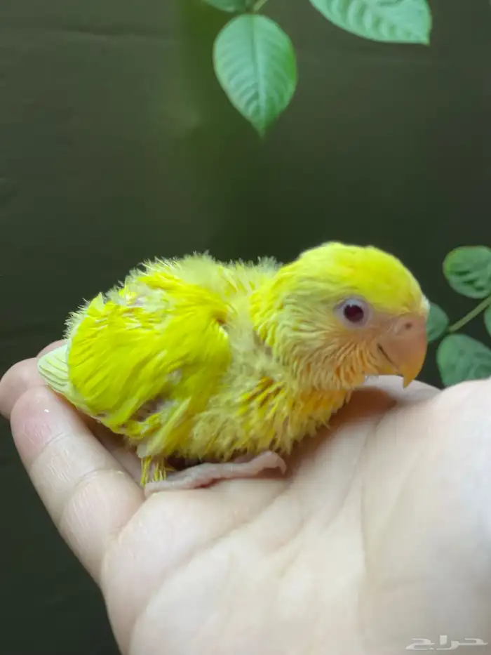 موجود فروخ روز 1