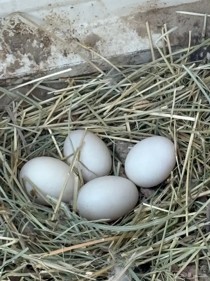 بط بكيني للبيع 5