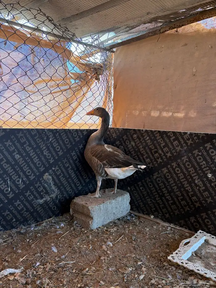 وزه أمريكيه 1