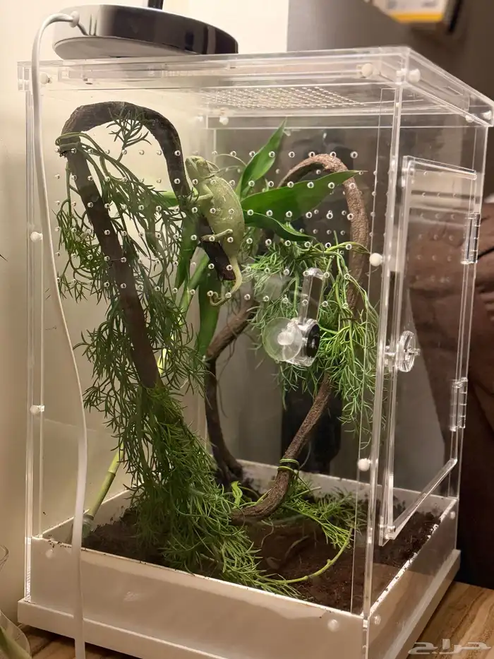 حرباء محجبة أنثى مع الحوض وكامل ملحقاتها للبيع 2