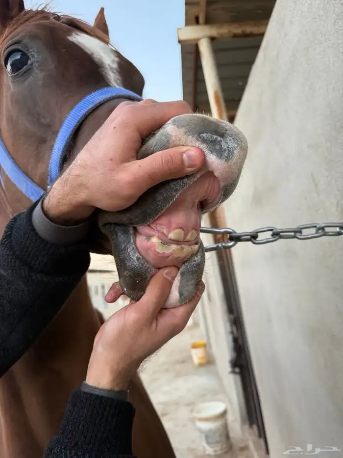 حصان للبيع 1