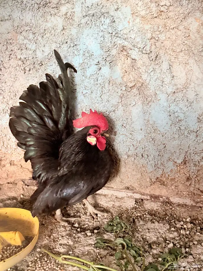 ديكة سيراما 4