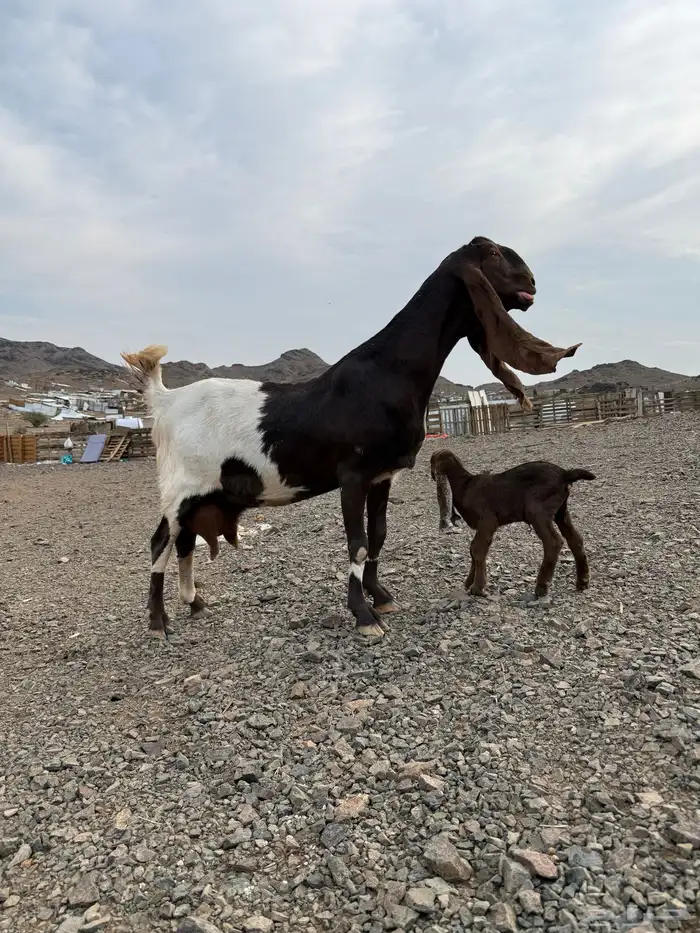 عنز هولنديه صنف 6