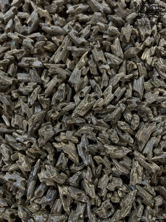 عود كلمنتان بنتلي طبيعي محسن جمله 2