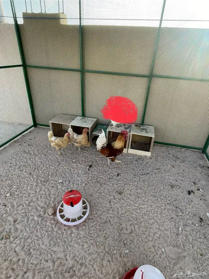 دجاج تركي للبيع 0