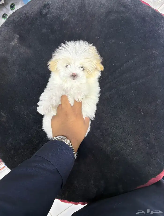 كلاب شيتزو 0