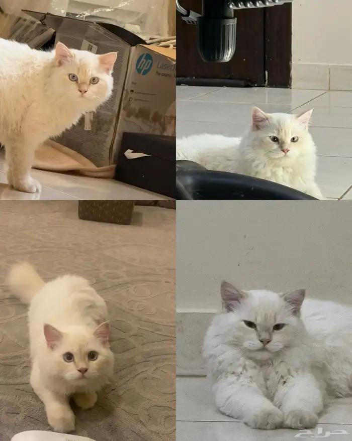 قط مفقود بعنيزه 0