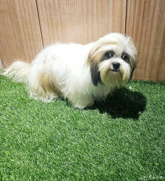 للبيع كلاب شيتزو و متوفر جراء صغار شيتزو 8