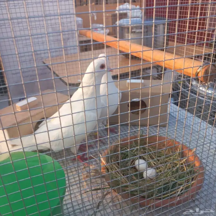 حمام لحام وصنعاااوي 2