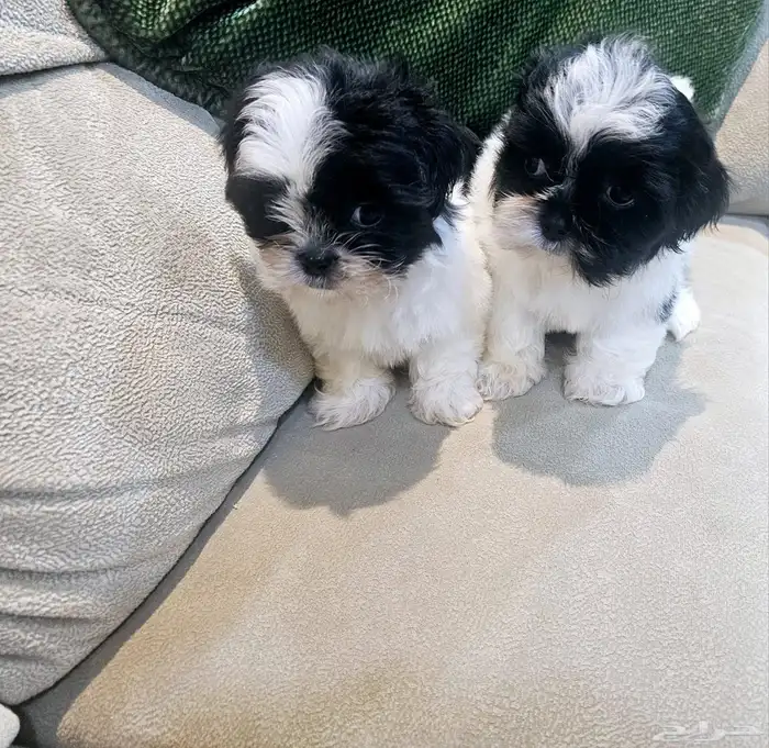 للبيع كلاب شيتزو و متوفر جراء صغار شيتزو 2