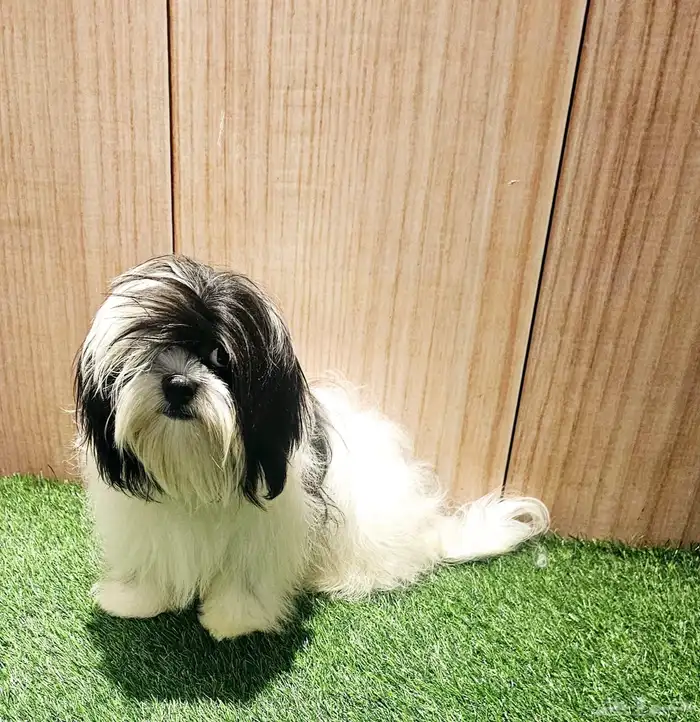 للبيع كلاب شيتزو و متوفر جراء صغار شيتزو 9