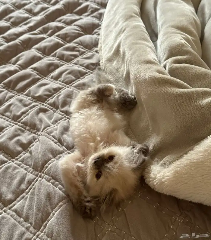 كيتين هيمالايا امريكي بيور 1