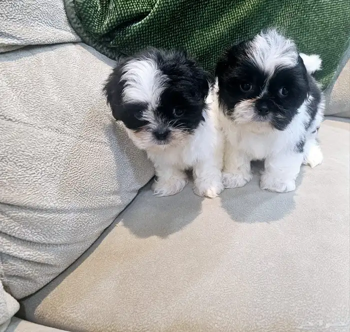 للبيع كلاب شيتزو و متوفر جراء صغار شيتزو 3