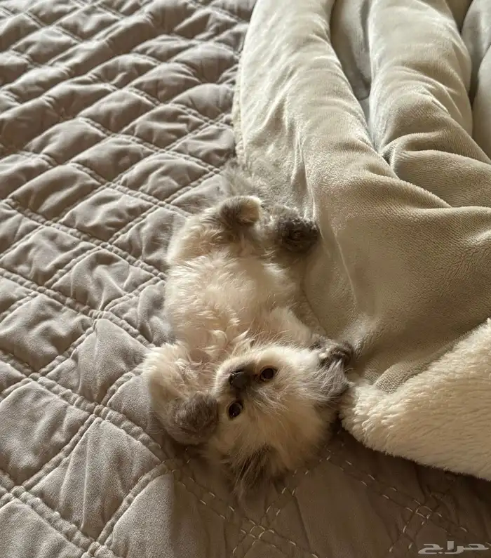 كيتين هيمالايا امريكي بيور 2