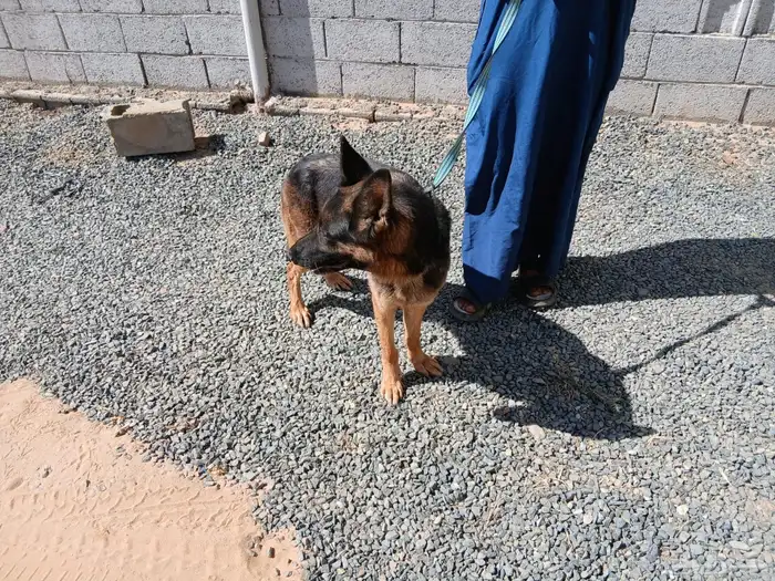 كلاب شيبرد جيرماني 6