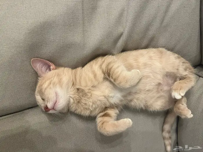 قطوة بلدي للتبني 2