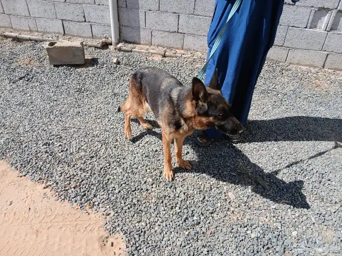 كلاب شيبرد جيرماني 5