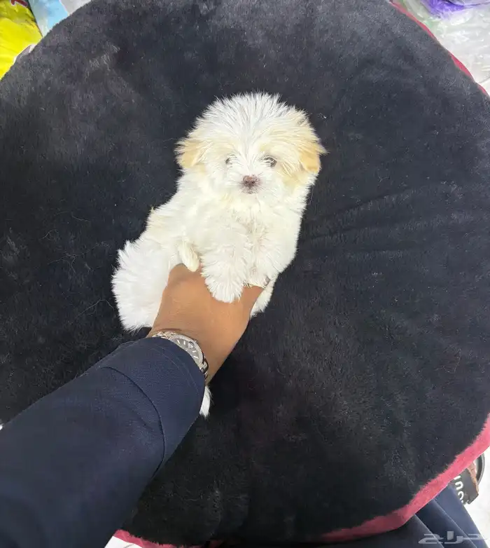 كلاب شيتزو 1