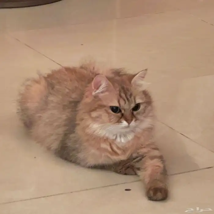 سكوتش ستريت شيرازي للتبني 1