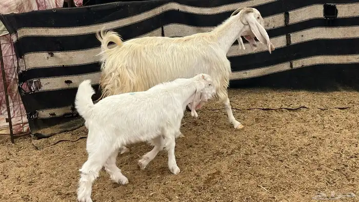 عنز هولنديه معه تيس 3