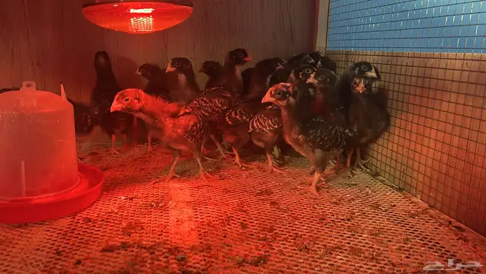 دجاج امروك اعمار شهر وشهر وشي بسيط على السوم 0