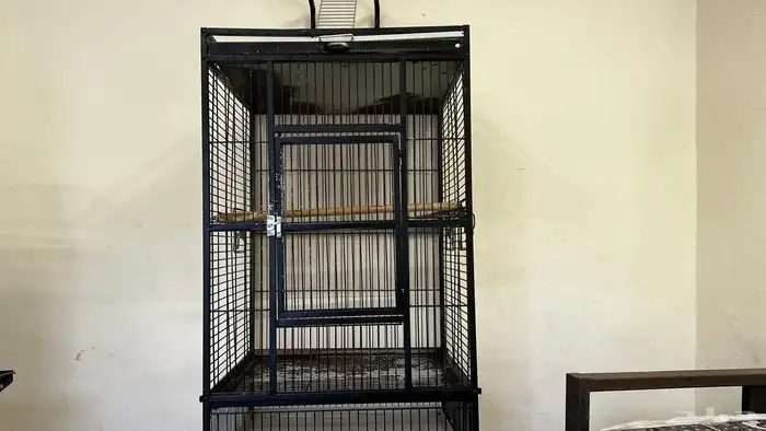 للبيع شبك ببغاء 1