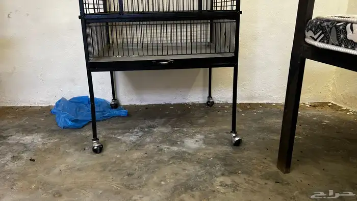 للبيع شبك ببغاء 2