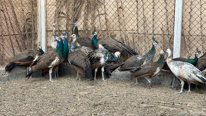 للبيع طاووس هندي ازرق وبلاك شولدر 0