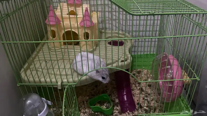 هامستر ونتر وايت عمر7شهور 1