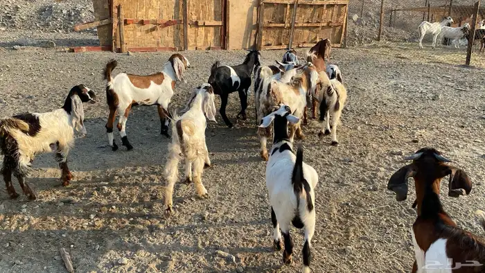 اعرض لكم تيوس شحم 4