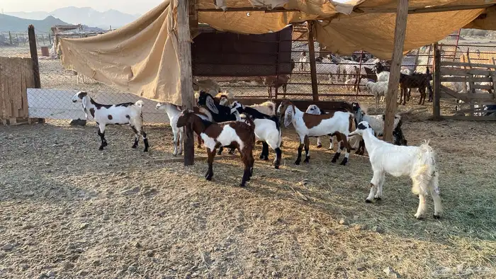 اعرض لكم تيوس شحم 0