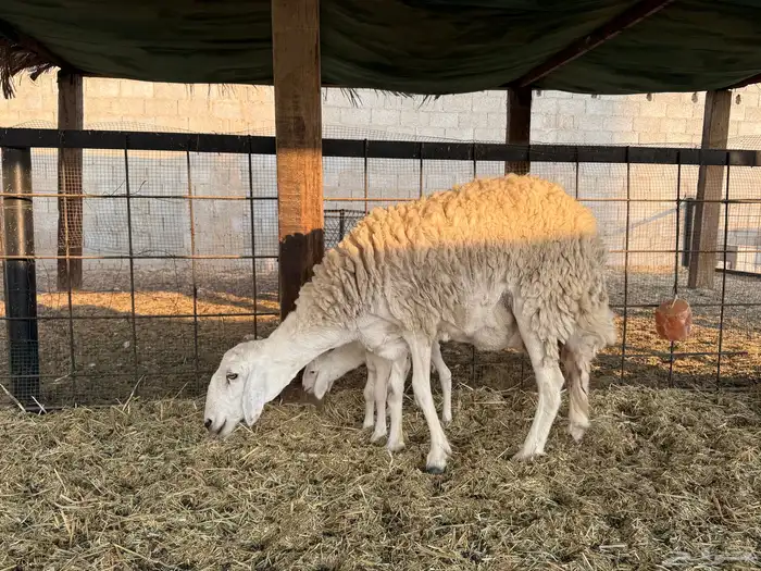 للبيع عدد 2 حريات متابيع شبب و جروم طيبة وصحة 0