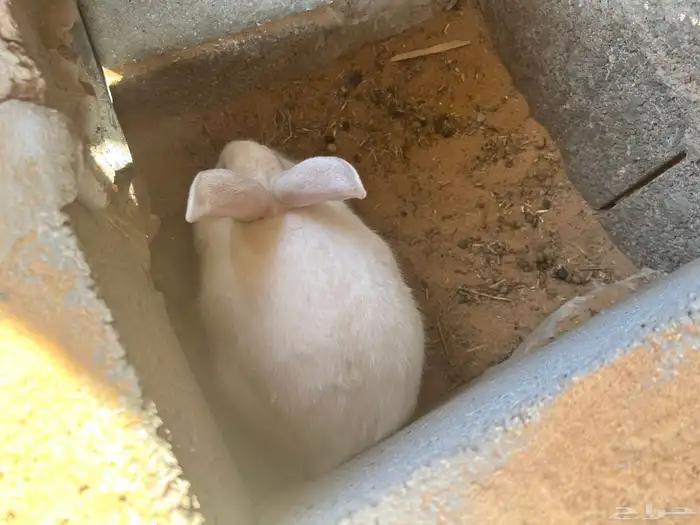 عدد 4 ارانب ذكر وثلاث إناث 0