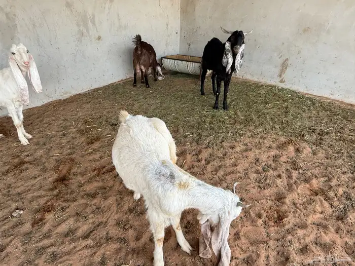 ماعز هولندي نوادر 2