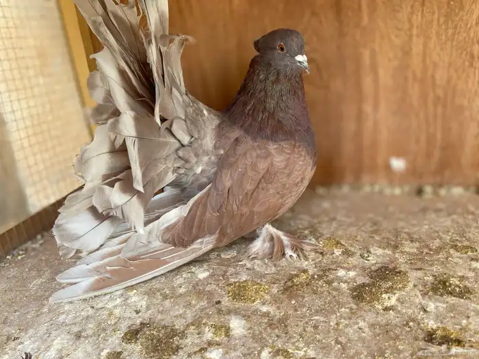 ذكر صنعاوي اصل وذكر رقاصي امريكي 3