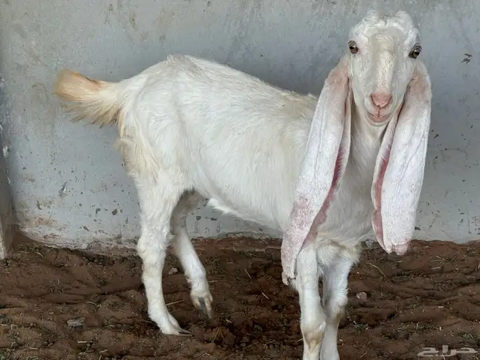 ماعز هولندي نوادر 0