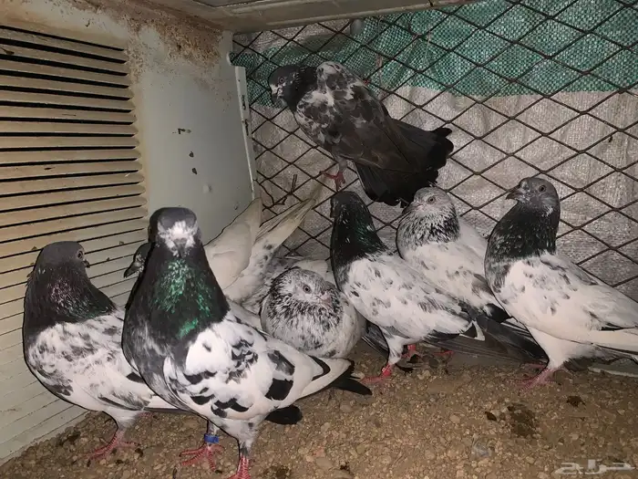 حمام باكستاني 0