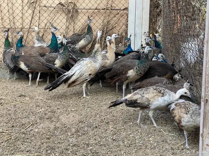 للبيع طاووس هندي ازرق وبلاك شولدر 8