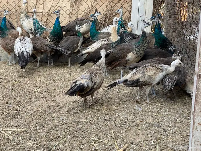 للبيع طاووس هندي ازرق وبلاك شولدر 10