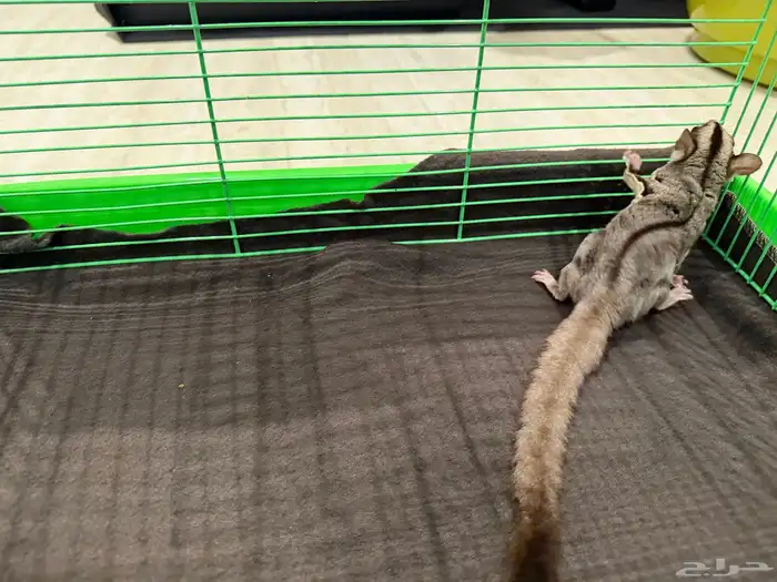 سنجاب شوقر كلاسيك قلايدر للبيع 1