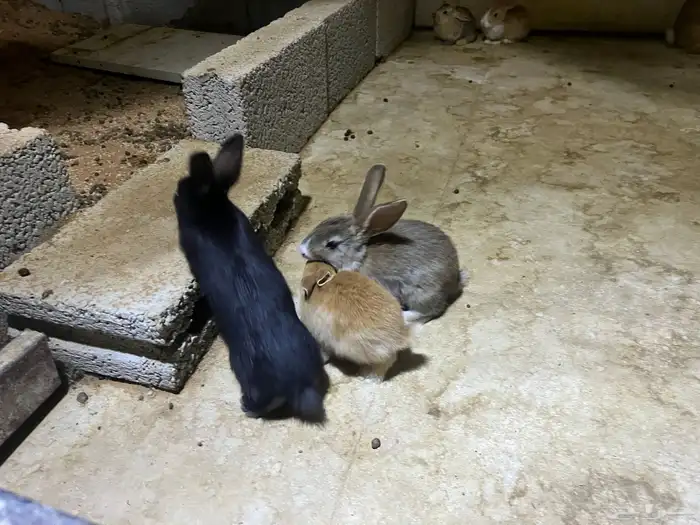 عدد أرانب صغيرة أحجام مختلفة قرابة 30 ارنب على السوم 1