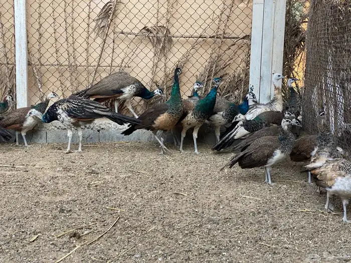 للبيع طاووس هندي ازرق وبلاك شولدر 2