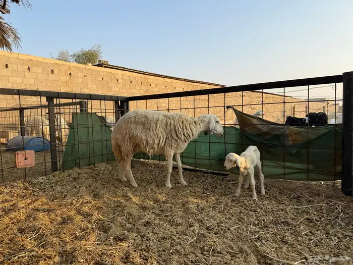 للبيع عدد 2 حريات متابيع شبب و جروم طيبة وصحة 1