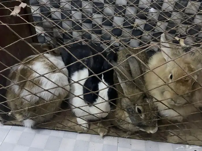 ارانب للبيع 1