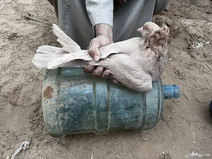 حمام مصري ملطي 5