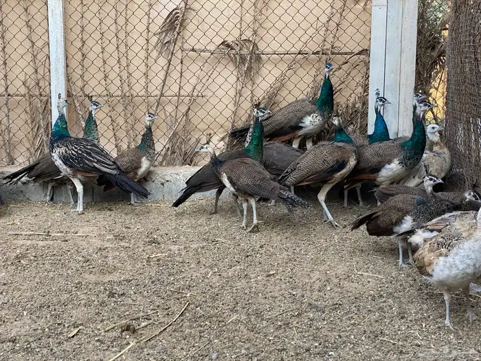 للبيع طاووس هندي ازرق وبلاك شولدر 7