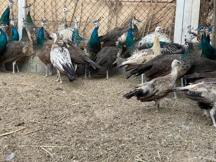 للبيع طاووس هندي ازرق وبلاك شولدر 11